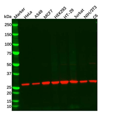 aladdin 阿拉丁 Ab086584 Recombinant 14-3-3 alpha/beta Antibody Recombinant (R08-4A7); Rabbit anti Human 14-3-3 alpha/beta Antibody; WB, IHC; Unconjugated