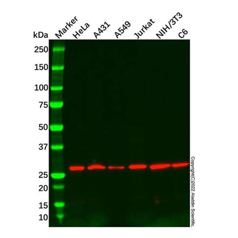 aladdin 阿拉丁 Ab086596 14-3-3 eta/YWHAH Mouse mAb mAb(5F2F1E11); Mouse anti Human 14-3-3 eta/YWHAH Antibody; WB; Unconjugated