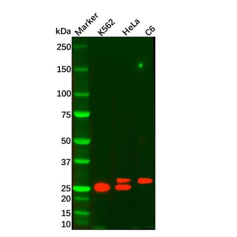 aladdin 阿拉丁 Ab087546 ADIPOQ Mouse mAb mAb (H2); Mouse anti Human ADIPOQ Antibody; WB, IHC; Unconjugated