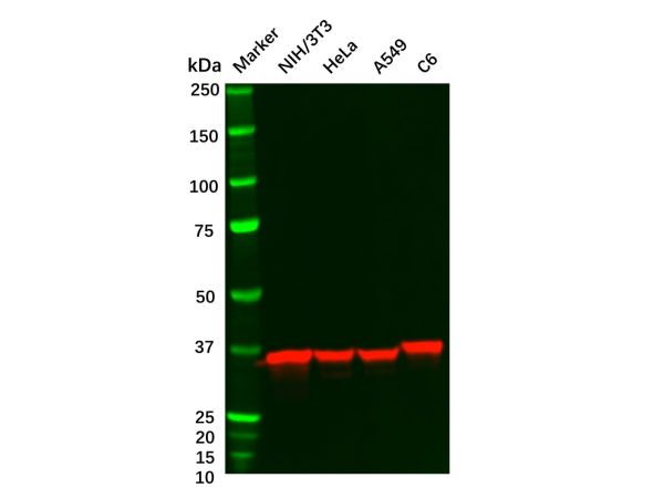 aladdin 阿拉丁 Ab088973 Recombinant ANXA2 Antibody Recombinant (R09-5C1); Rabbit anti Human ANXA2 Antibody; WB, ICC, IF; Unconjugated