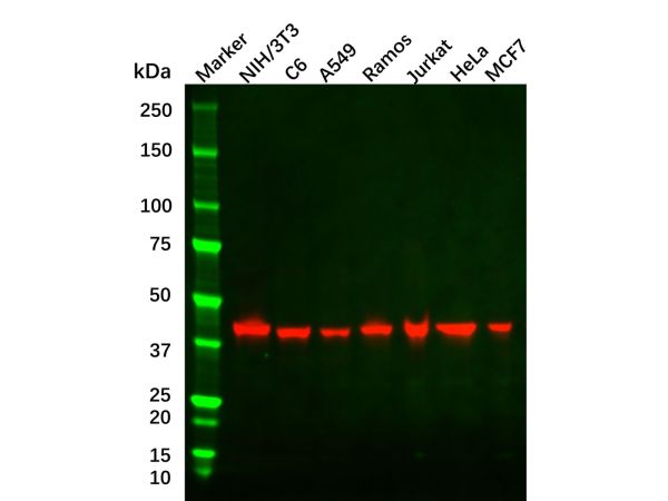 aladdin 阿拉丁 Ab091004 beta Actin Antibody pAb; Rabbit anti Human beta Actin Antibody; WB, Flow, IHC, IF, ICC; Unconjugated