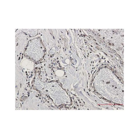aladdin 阿拉丁 Ab092323 Recombinant CAB39/MO25 Antibody Recombinant (R03-4G7); Rabbit anti Human CAB39 Antibody; WB, IHC; Unconjugated