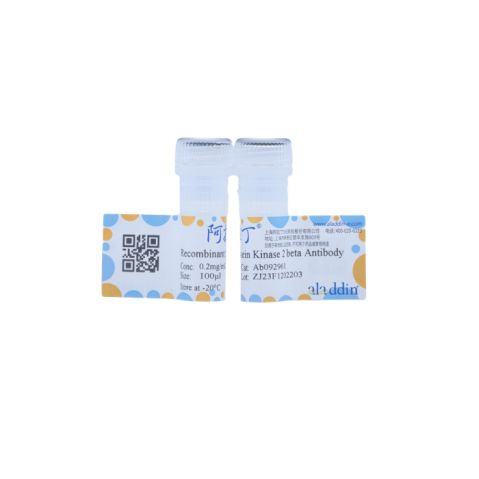aladdin 阿拉丁 Ab092961 Recombinant Casein Kinase 2 beta Antibody Recombinant (R01-5D5); Rabbit anti Human Casein Kinase 2 beta Antibody; WB, IHC, IF, ICC; Unconjugated