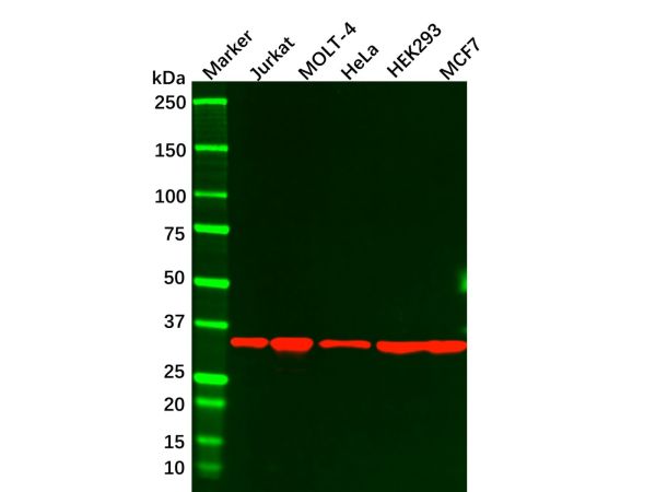 aladdin 阿拉丁 Ab093049 Caspase-7 Mouse mAb mAb (4D10B2); Mouse anti Human Caspase-7 Antibody; WB, IHC, Flow, ELISA; Unconjugated
