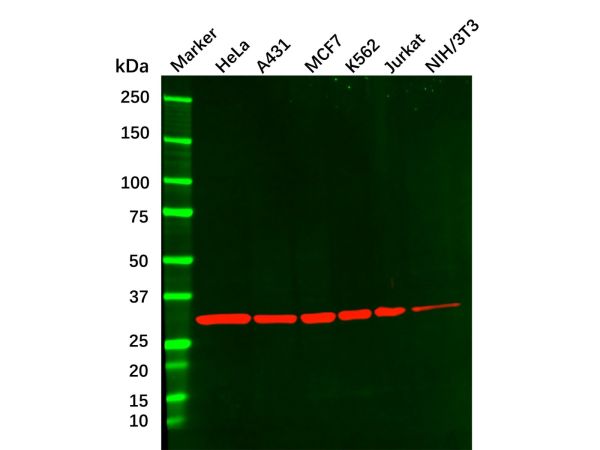 aladdin 阿拉丁 Ab095749 CDK2 Mouse mAb mAb(1A6); Mouse anti human CDK2 antibody; WB, IHC, ICC/IF, Flow, ELISA; Unconjugated