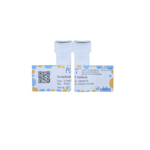 aladdin 阿拉丁 Ab095783 Recombinant Cdk6 Antibody Recombinant (R03-2G5); Rabbit anti Human CDK6 Antibody; WB; Unconjugated