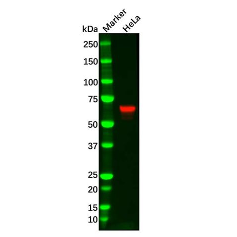 aladdin 阿拉丁 Ab096333 Recombinant Chk2 Antibody Recombinant (R06-1B4); Rabbit anti Human Chk2 Antibody; WB, ICC, IF; Unconjugated
