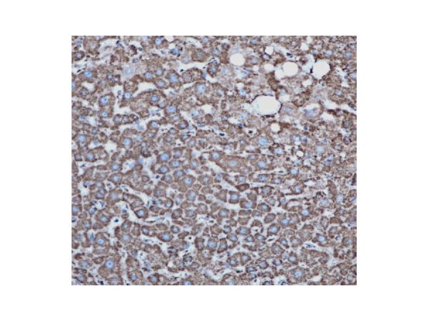 aladdin 阿拉丁 Ab097410 Recombinant COX IV Antibody Recombinant (RR684); Rabbit anti Human COX IV Antibody; WB, IHC, Flow, IF, ICC, IP; Unconjugated
