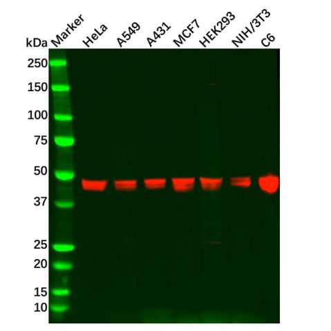 aladdin 阿拉丁 Ab098025 Recombinant CTBP2 Antibody Recombinant (R02-7A0); Rabbit anti Human CTBP2 Antibody; WB, IHC, IF, ICC; Unconjugated