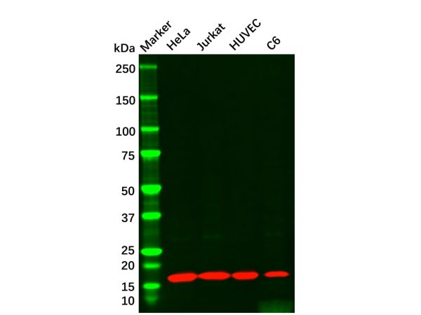 aladdin 阿拉丁 Ab098507 Cyclophilin A Mouse mAb mAb(C10); Mouse anti Human Cyclophilin A Antibody; WB, IHC, ICC, IF; Unconjugated