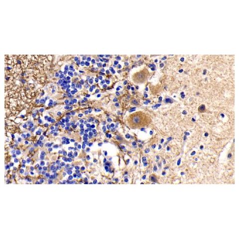 aladdin 阿拉丁 Ab098695 Cytochrome C Mouse mAb mAb (C2); Mouse anti Human Cytochrome C Antibody; WB, IHC, ICC, IF; Unconjugated