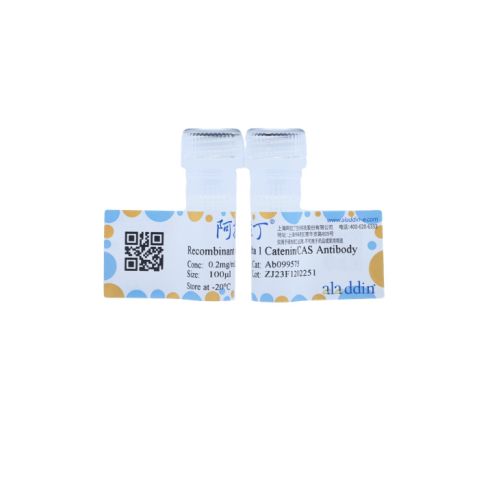 aladdin 阿拉丁 Ab099575 Recombinant delta 1 Catenin/CAS Antibody Recombinant (R01-4G3); Rabbit anti Human delta 1 Catenin/CAS Antibody; WB, IHC; Unconjugated