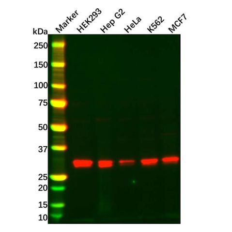 aladdin 阿拉丁 Ab101387 EIF4E2 Antibody pAb; Rabbit anti Human EIF4E2 Antibody; WB, IHC; Unconjugated