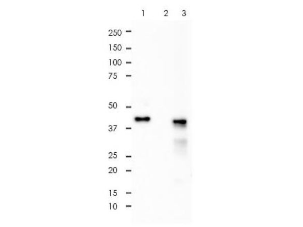 aladdin 阿拉丁 Ab102223 Recombinant ERK1 Antibody Recombinant (RR671); Rabbit anti Human ERK1 Antibody; WB, IHC, Flow, IF/ICC, IP; Unconjugated