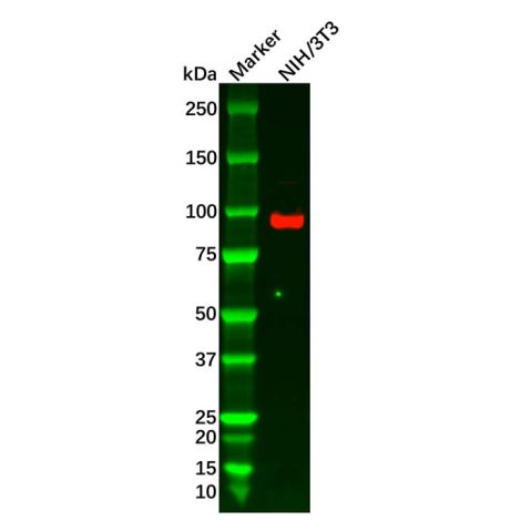 aladdin 阿拉丁 Ab103180 FER Mouse mAb mAb (1457CT181.12.17); Mouse anti Human FER Antibody; WB, IHC; Unconjugated 
