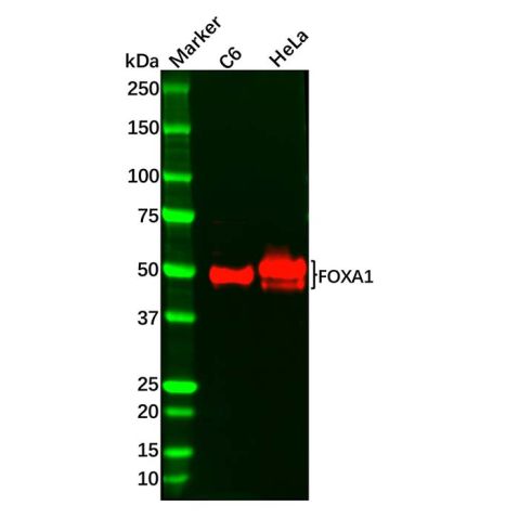 aladdin 阿拉丁 Ab103911 Recombinant FOXA1 Antibody Recombinant (R04-5A7); Rabbit anti Human FOXA1 Antibody; WB, ICC, IF; Unconjugated