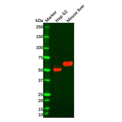 aladdin 阿拉丁 Ab103920 Recombinant FOXA2 Antibody Recombinant (R07-3H4); Rabbit anti Human FOXA2 Antibody; WB; Unconjugated