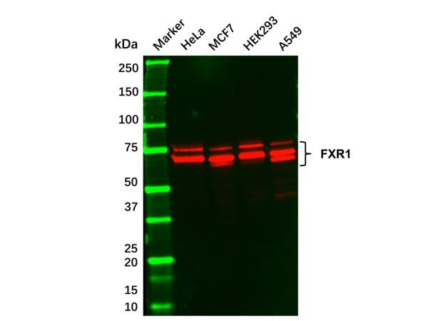 aladdin 阿拉丁 Ab104281 Recombinant FXR1 Antibody Recombinant (R03-0I1); Rabbit anti Human FXR1 Antibody; WB, IF, ICC, IHC; Unconjugated
