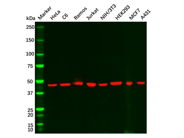 aladdin 阿拉丁 Ab104713 Recombinant gamma Tubulin Antibody Recombinant (R06-6A6); Rabbit anti Human gamma Tubulin Antibody; WB, ICC, IF; Unconjugated