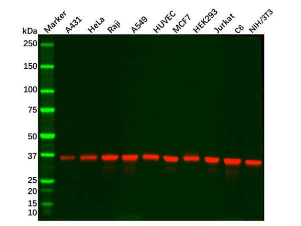 aladdin 阿拉丁 Ab104788 Recombinant GAPDH Antibody Recombinant (RR688); Rabbit anti Human GAPDH Antibody; WB, IHC, Flow, IF, ICC, IP; Unconjugated