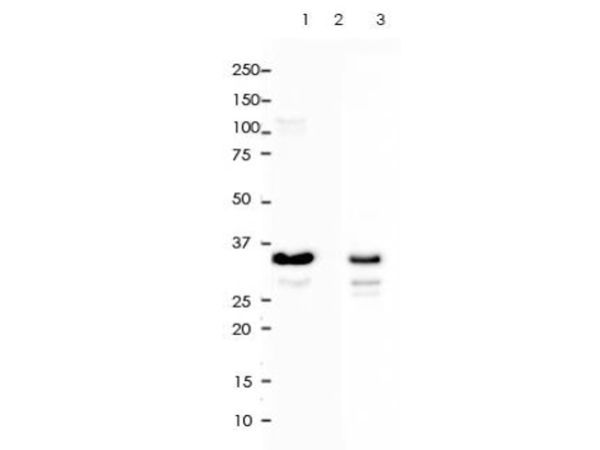 aladdin 阿拉丁 Ab104788 Recombinant GAPDH Antibody Recombinant (RR688); Rabbit anti Human GAPDH Antibody; WB, IHC, Flow, IF, ICC, IP; Unconjugated