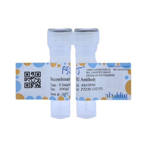 aladdin 阿拉丁 Ab105941 Recombinant GNB2 Antibody Recombinant (R04-1A2); Rabbit anti Human GNB2 Antibody; WB, IHC; Unconjugated