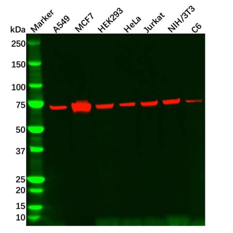 aladdin 阿拉丁 Ab106524 Grp75 Antibody pAb; Rabbit anti Human Grp75 Antibody; WB, IHC; Unconjugated