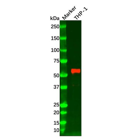 aladdin 阿拉丁 Ab106982 Hck Mouse mAb mAb (1508CT602.13.1); Mouse anti Human Hck Antibody; WB, ICC, IF; Unconjugated