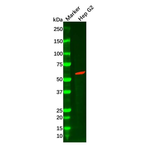 aladdin 阿拉丁 Ab106982 Hck Mouse mAb mAb (1508CT602.13.1); Mouse anti Human Hck Antibody; WB, ICC, IF; Unconjugated