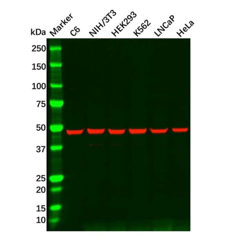 aladdin 阿拉丁 Ab107045 HDAC3 Mouse mAb mAb (3G3-H6-H10); Mouse anti Human HDAC3 Antibody; WB; Unconjugated