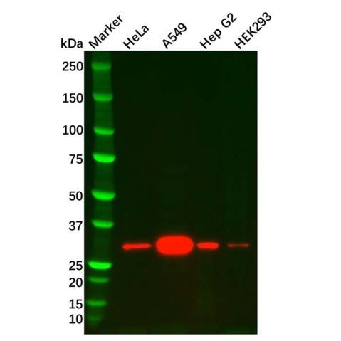 aladdin 阿拉丁 Ab107173 Heme Oxygenase 1 Mouse mAb mAb (A4); Mouse anti Human Heme Oxygenase 1 Antibody; WB, IHC; Unconjugated