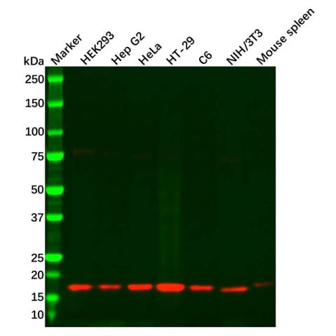 aladdin 阿拉丁 Ab107338 HES5 Antibody pAb; Rabbit anti Human HES5 Antibody; WB; Unconjugated