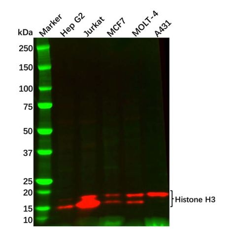 aladdin 阿拉丁 Ab107980 Recombinant Histone H3 Antibody Recombinant (RR692); Rabbit anti Human Histone H3 Antibody; WB, IHC, Flow, IP; Unconjugated