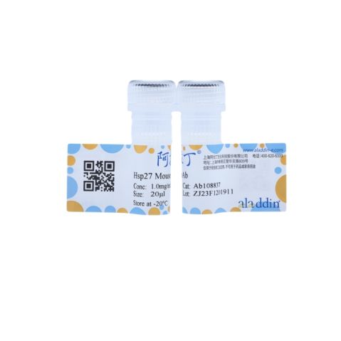 aladdin 阿拉丁 Ab108837 Hsp27 Mouse mAb mAb (D2); Mouse anti Human Hsp27 Antibody; WB; Unconjugated