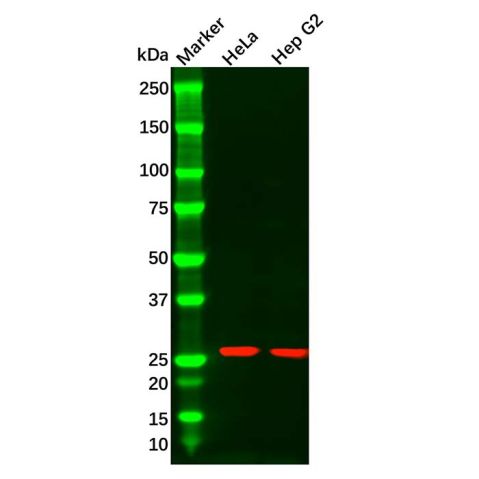 aladdin 阿拉丁 Ab108837 Hsp27 Mouse mAb mAb (D2); Mouse anti Human Hsp27 Antibody; WB; Unconjugated