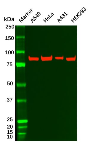 aladdin 阿拉丁 Ab109731 Recombinant IKK beta Antibody Recombinant (R01-9H6); Rabbit anti Human IKK Beta Antibody; WB, ICC, IF; Unconjugated