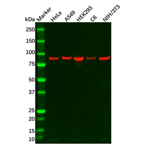 aladdin 阿拉丁 Ab111364 Recombinant ITGB6 Antibody Recombinant (R04-6E9); Rabbit anti Human ITGB6 Antibody; WB; Unconjugated