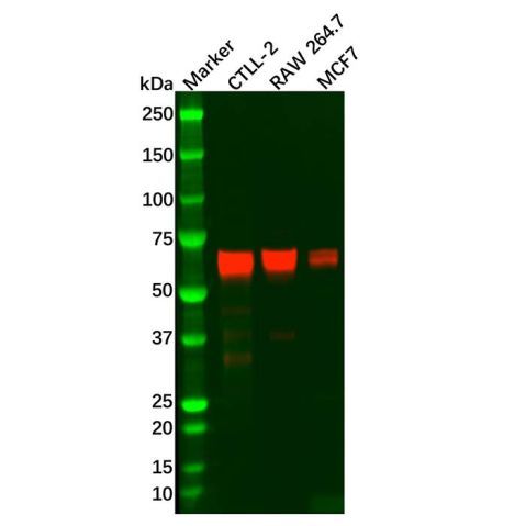 aladdin 阿拉丁 Ab111970 Recombinant Keap1 Antibody Recombinant (R02-1H7); Rabbit anti Human Keap1 Antibody; WB, IHC; Unconjugated