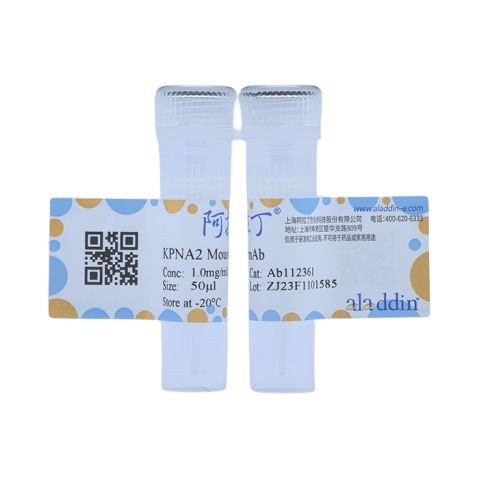 aladdin 阿拉丁 Ab112361 KPNA2 Mouse mAb mAb(C8); Mouse anti Human KPNA2 Antibody; WB, IHC; Unconjugated