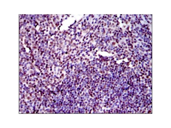 aladdin 阿拉丁 Ab112438 Ku80 Mouse mAb mAb (5C5); Mouse anti Human Ku80 Antibody; WB, ELISA, IHC, Flow, IF, ICC; Unconjugated
