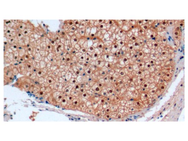 aladdin 阿拉丁 Ab113273 Liver Arginase Mouse mAb mAb (C8); Mouse anti Human Liver Arginase Antibody; WB, IHC; Unconjugated 