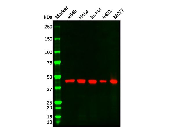 aladdin 阿拉丁 Ab114868 Recombinant MEK2 Antibody Recombinant (R05-2G7); Rabbit anti Human MEK2 Antibody; WB, IHC, ICC, IF; Unconjugated