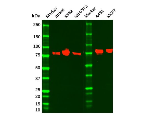 aladdin 阿拉丁 Ab115912 Mre11 Mouse mAb mAb(7C8A9); Mouse anti Human Mre11 Antibody; ELISA, WB, Flow, IHC; Unconjugated