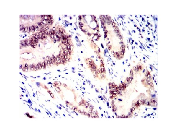 aladdin 阿拉丁 Ab115912 Mre11 Mouse mAb mAb(7C8A9); Mouse anti Human Mre11 Antibody; ELISA, WB, Flow, IHC; Unconjugated