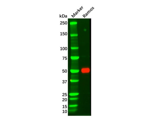 aladdin 阿拉丁 Ab116484 Recombinant IRF4 Antibody Recombinant (R04-5G3); Rabbit anti Human IRF4 Antibody; WB; Unconjugated