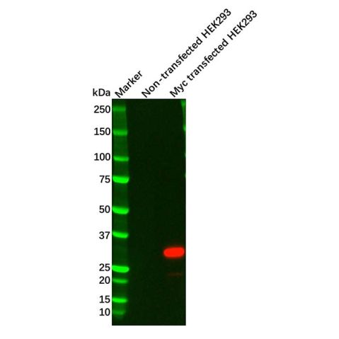 aladdin 阿拉丁 Ab116621 Myc tag Mouse mAb mAb (7D9-4C6-6F10); Mouse anti Myc tag Antibody; WB, ICC, IF, IP; Unconjugated
