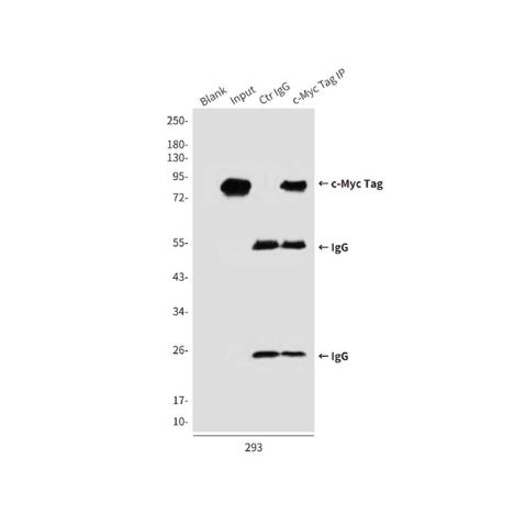 aladdin 阿拉丁 Ab116621 Myc tag Mouse mAb mAb (7D9-4C6-6F10); Mouse anti Myc tag Antibody; WB, ICC, IF, IP; Unconjugated