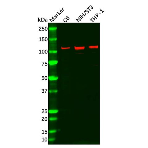 aladdin 阿拉丁 Ab117894 Recombinant NFkB p100/NFKB2 Antibody Recombinant (R04-4D6); Rabbit anti Human NFkB p100/NFKB2 Antibody; WB, IF, ICC; Unconjugated