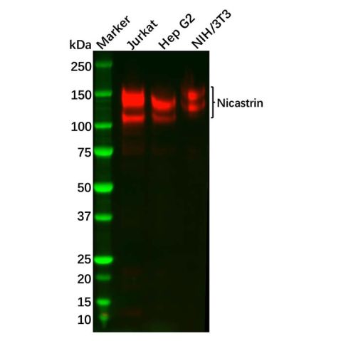 aladdin 阿拉丁 Ab118034 Recombinant Nicastrin Antibody Recombinant (R02-9E6); Rabbit anti Human Nicastrin Antibody; WB; Unconjugated