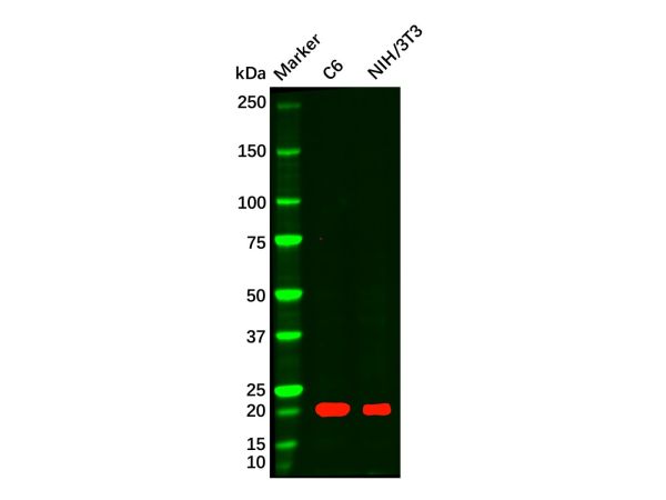 aladdin 阿拉丁 Ab118705 Recombinant NRAS Antibody Recombinant (R01-7D0); Rabbit anti Human NRAS Antibody; WB; Unconjugated